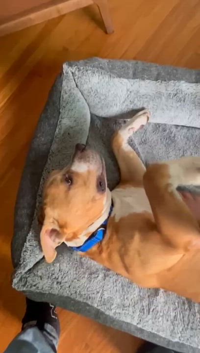 Enlarge Derby, a Adoptable mixed breed in San Diego, CA video 5/5