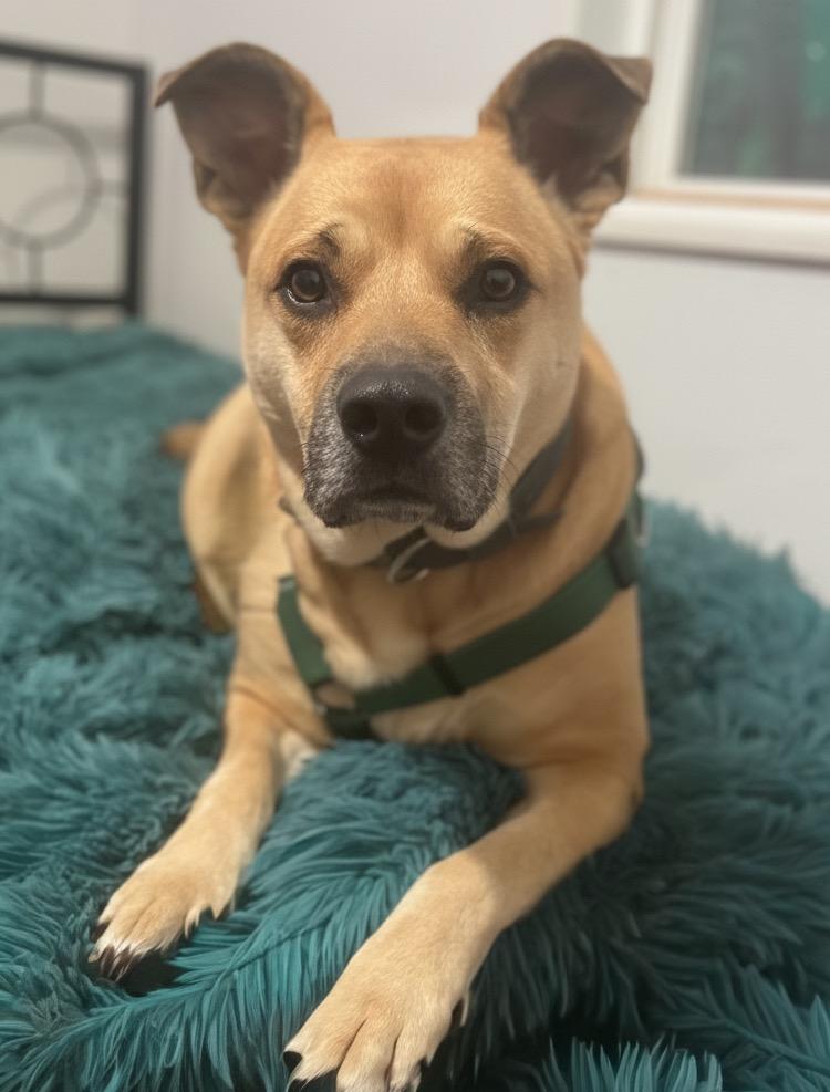 Buddha, Adoptable, Adult Female Mixed Breed.