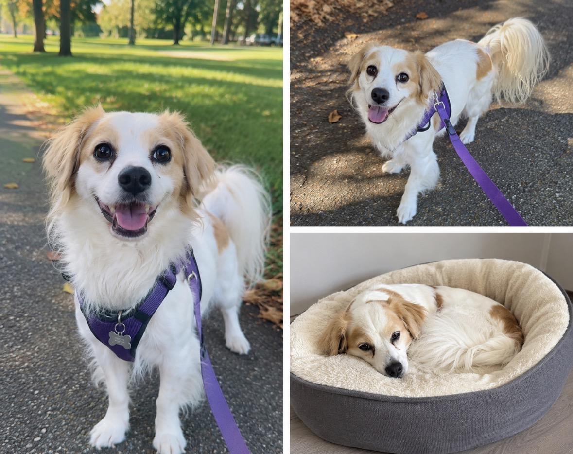 Milo, adoptable, Adult Male Spaniel.