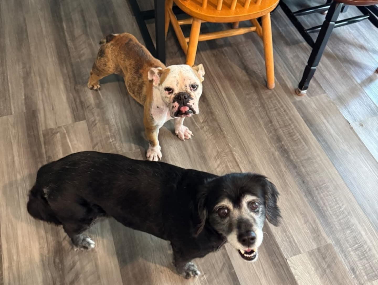 Enlarge Pearl, a Adopted English Bulldog in Southern Pines, NC image 4/5