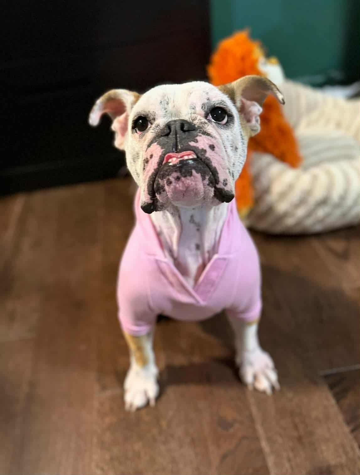 Enlarge Pearl, a Adopted English Bulldog in Southern Pines, NC image 1/5