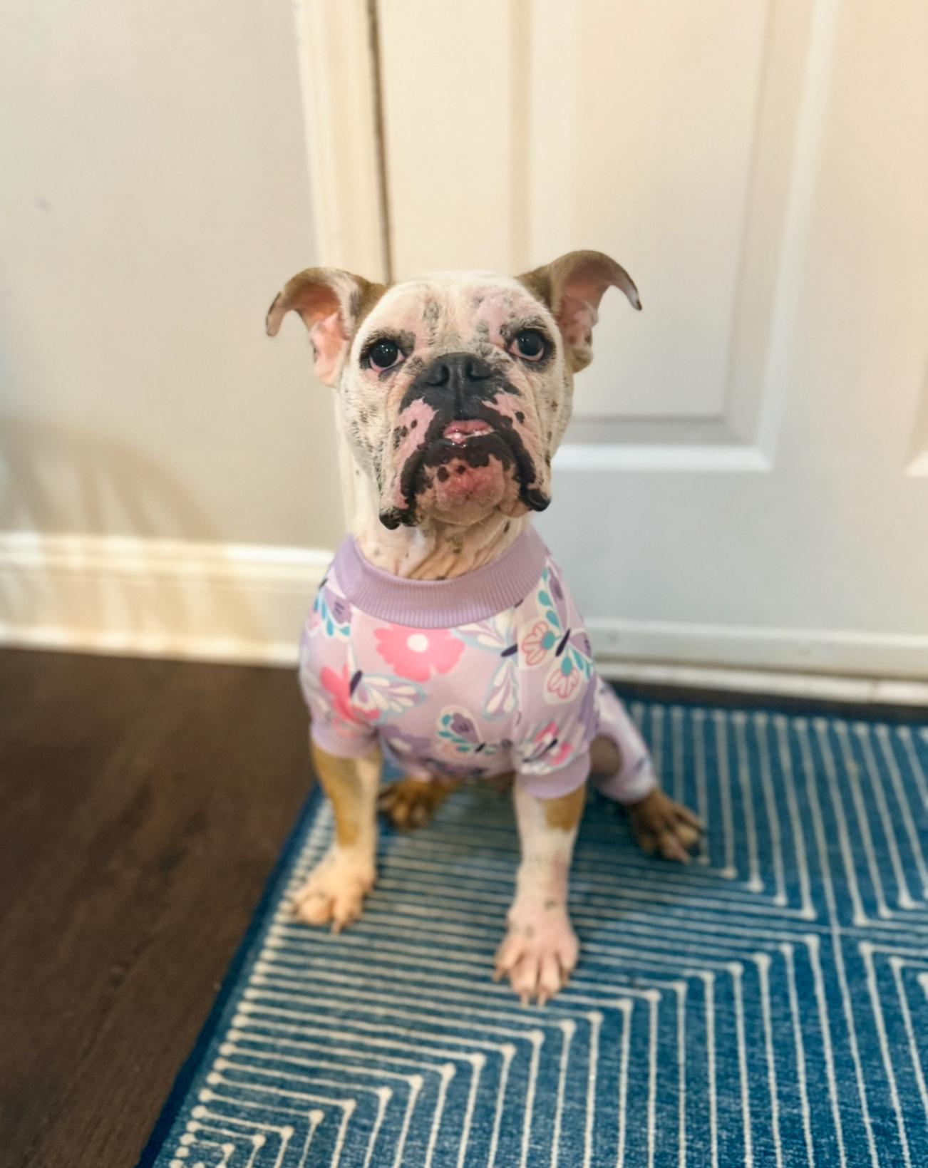 Enlarge Pearl, a Adopted English Bulldog in Southern Pines, NC image 2/5