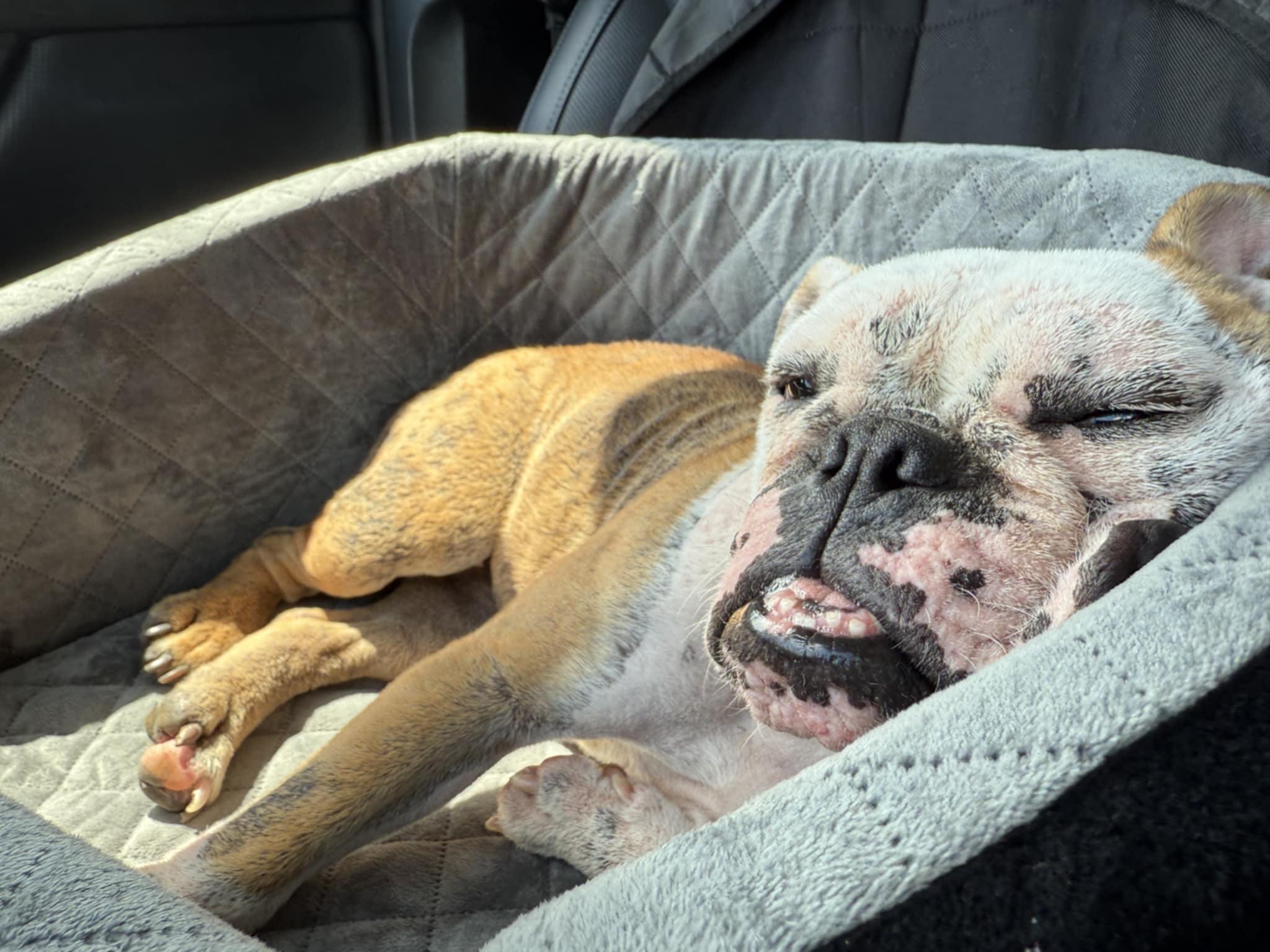 Enlarge Pearl, a Adopted English Bulldog in Southern Pines, NC image 3/5