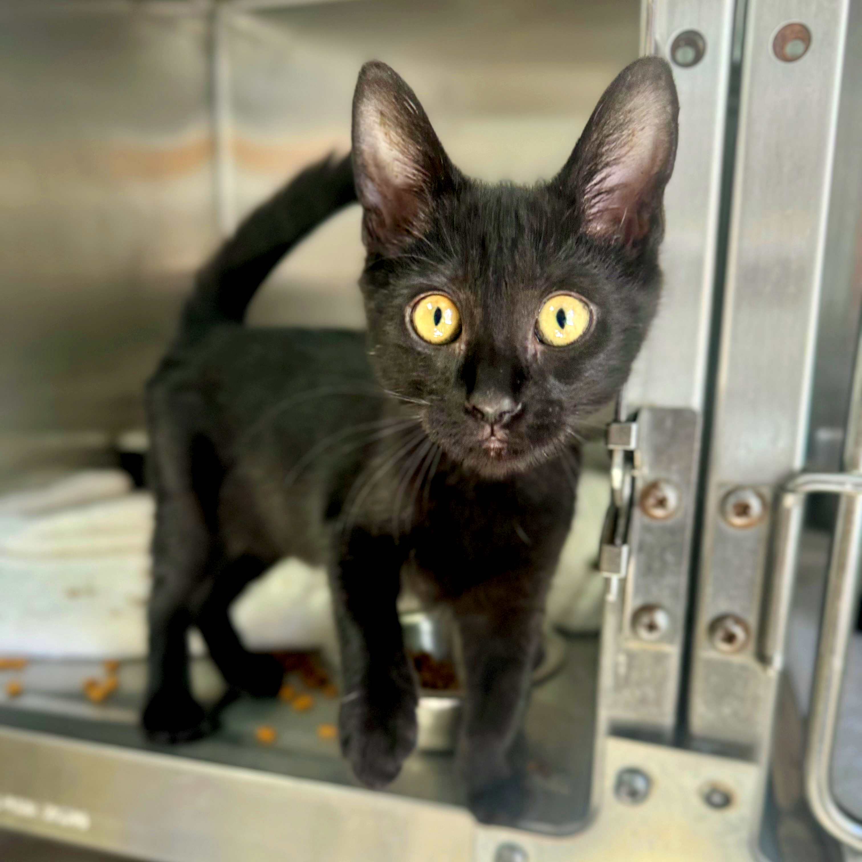 Cat for adoption Tilia, a Domestic Short Hair in Hilton Head Island