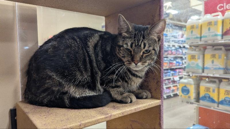 Fizz, Adoptable, Adult Male Domestic Short Hair.
