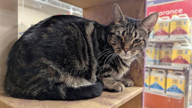 Enlarge Fizz, a Adoptable Domestic Short Hair in Niles, MI image 2/3