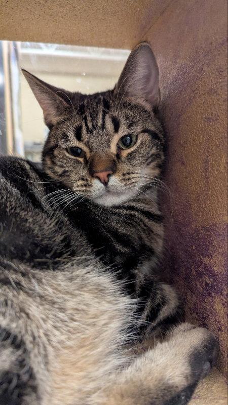 Enlarge Fizz, a Adoptable Domestic Short Hair in Niles, MI image 3/3