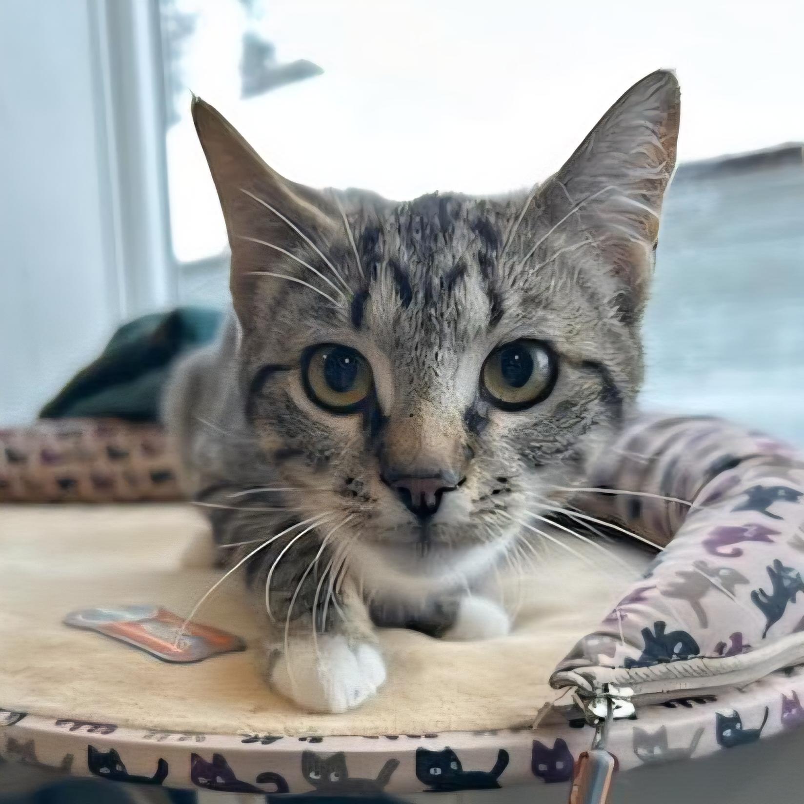 Josephine, ADOPTABLE, Kitten Female Domestic Short Hair.