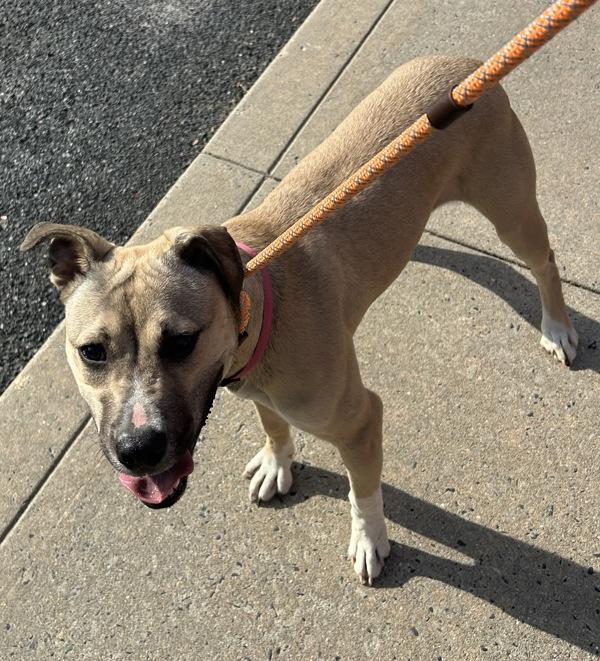 Jitterbug, Adoptable, Young Female Labrador Retriever.