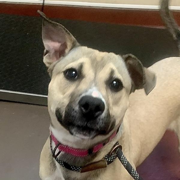 Enlarge Jitterbug, a Adoptable mixed breed in Salisbury, MD image 2/2