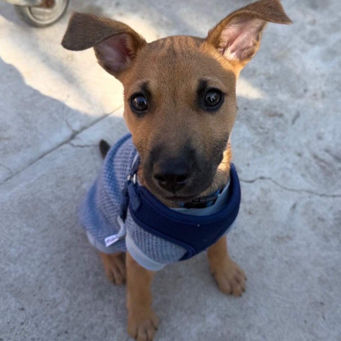 Enlarge Remmy Roo - A Sweet Baby with a Sad Story, a Adoptable mixed breed in PASADENA, CA image 2/6