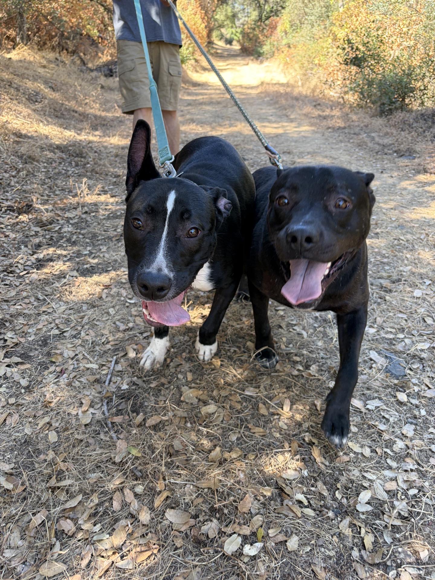 Enlarge Deputy dawg 0126, a Adoptable mixed breed in Sonora, CA image 2/2