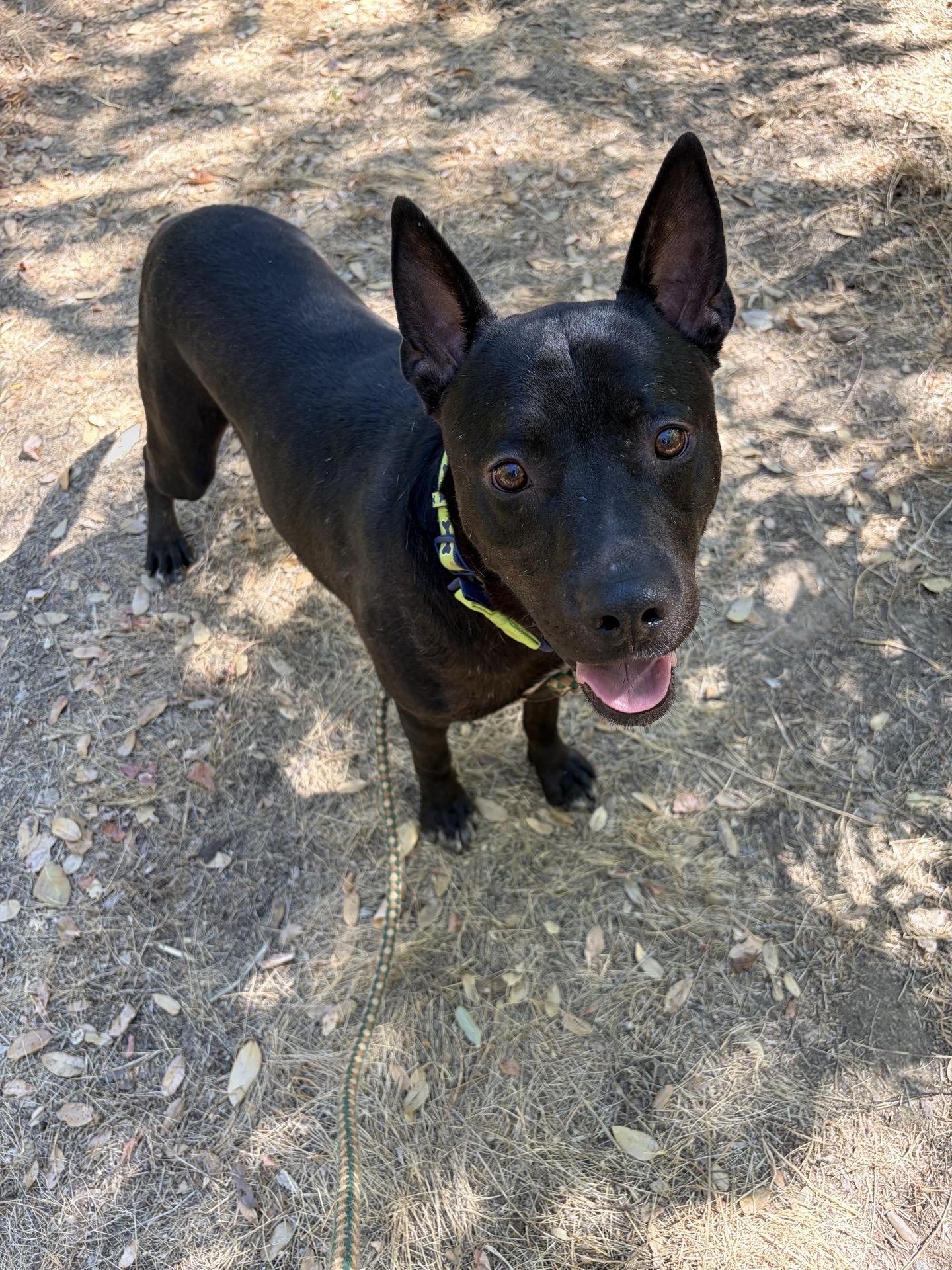 Deputy dawg 0126, ADOPTABLE, Young Male Australian Kelpie.