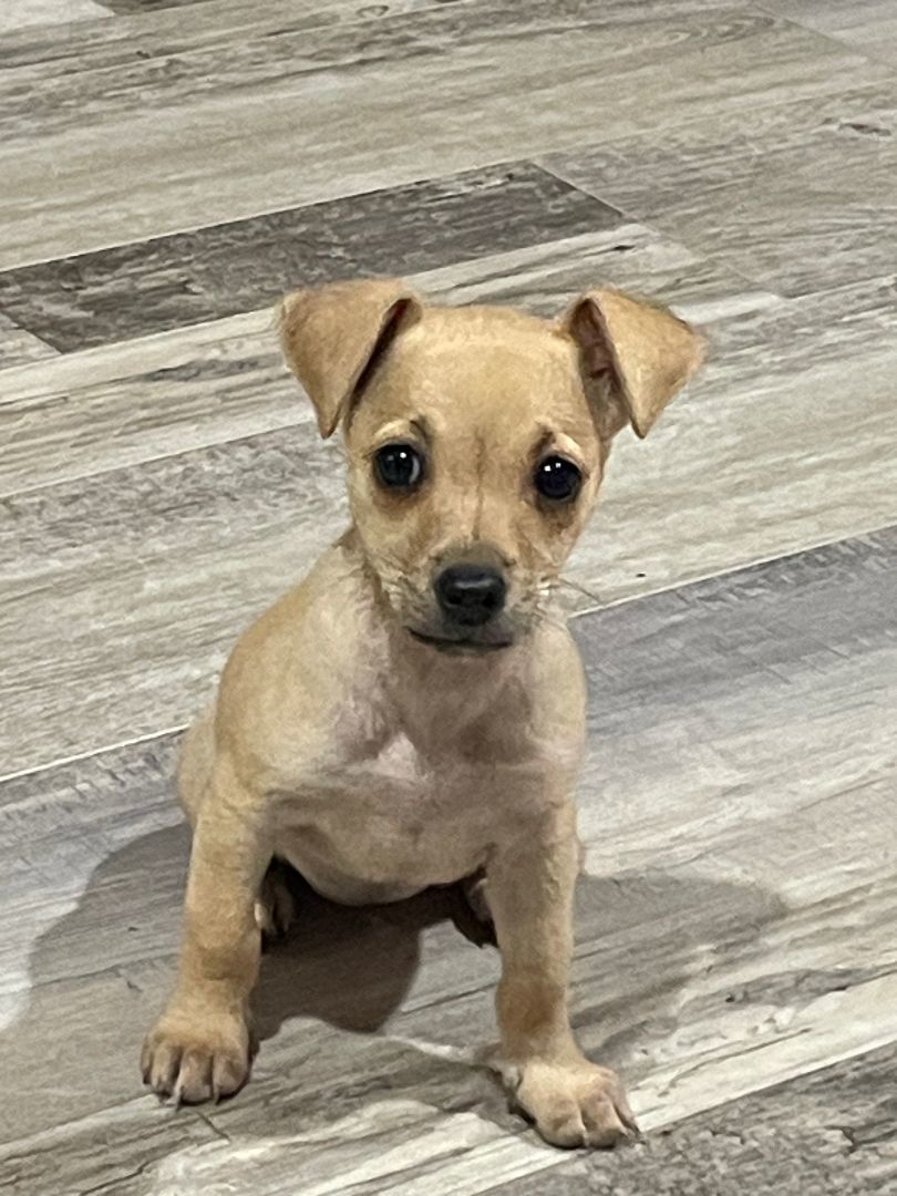 Lacey, Adopted, Puppy Female Chihuahua.