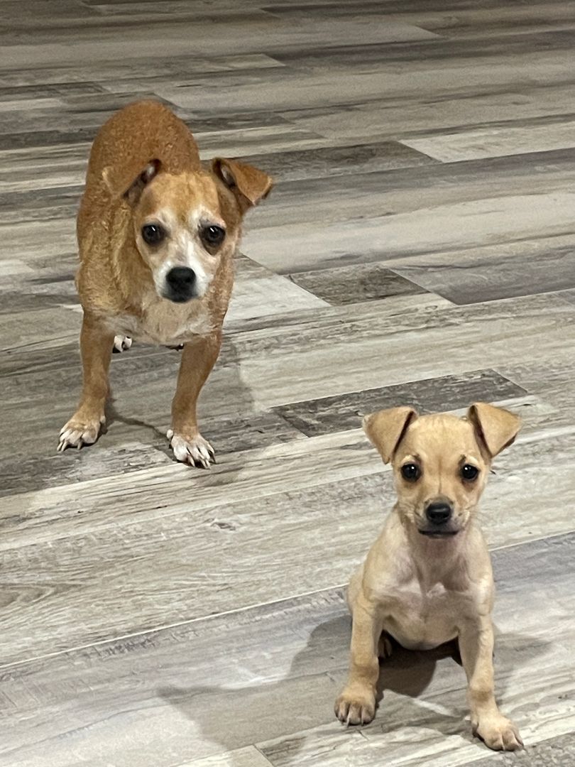 Lacey, a Adopted Chihuahua in Sarasota, FL image 2/4