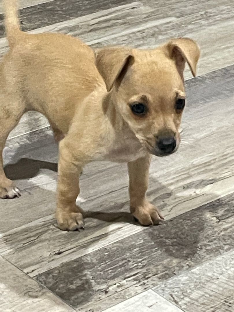 Lacey, a Adopted Chihuahua in Sarasota, FL image 3/4