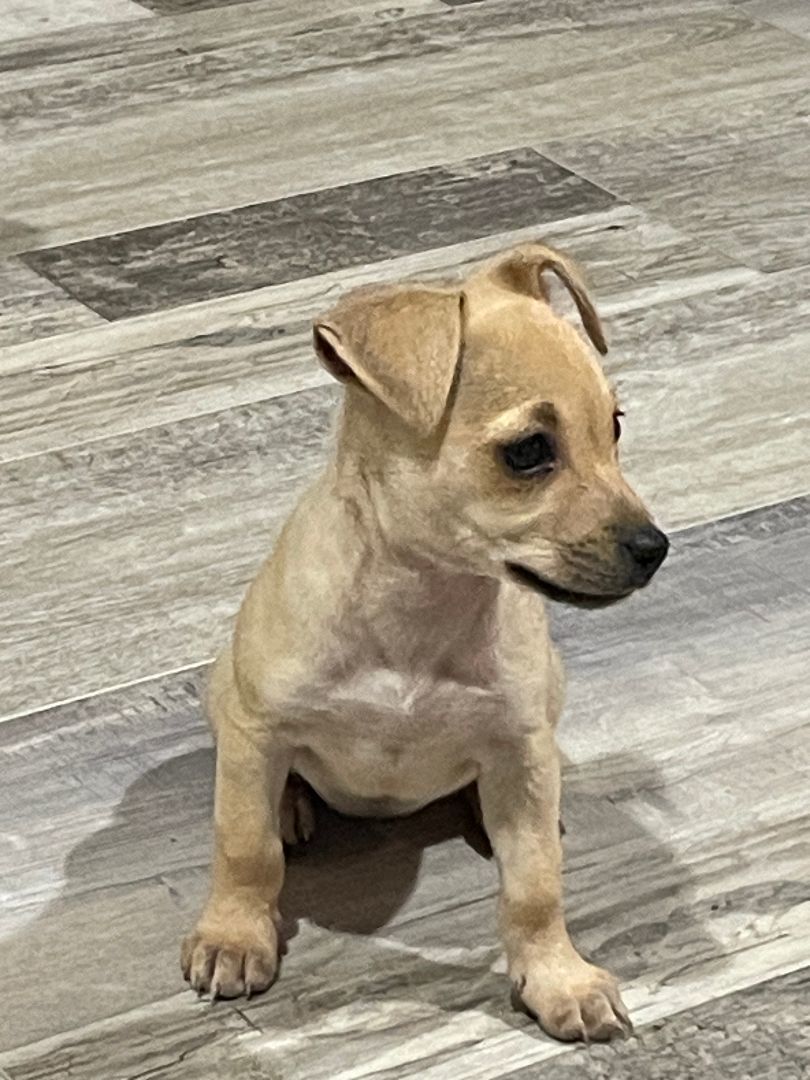 Lacey, a Adopted Chihuahua in Sarasota, FL image 4/4