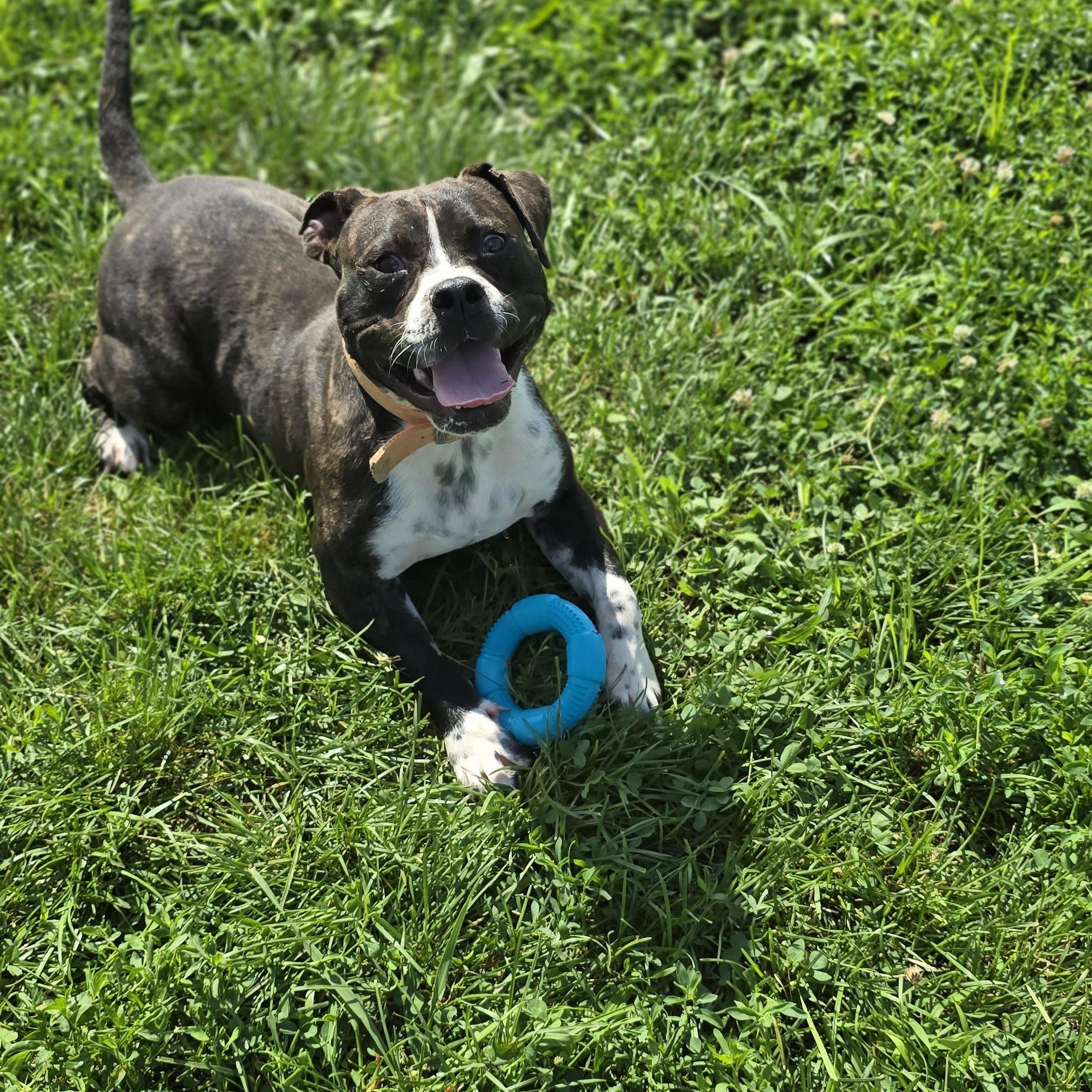 Tater, a Adoptable American Bully in Petersburg, IN image 1/5