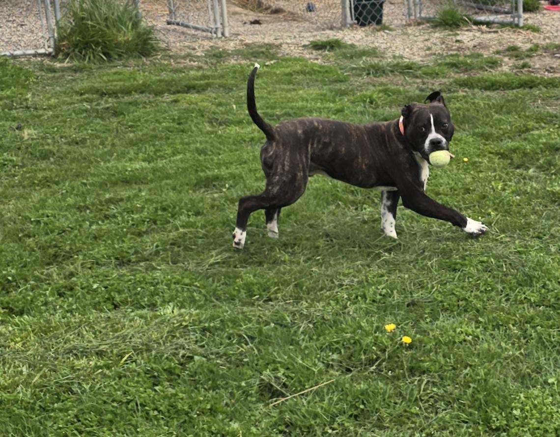 Tater, a Adoptable American Bully in Petersburg, IN image 2/5