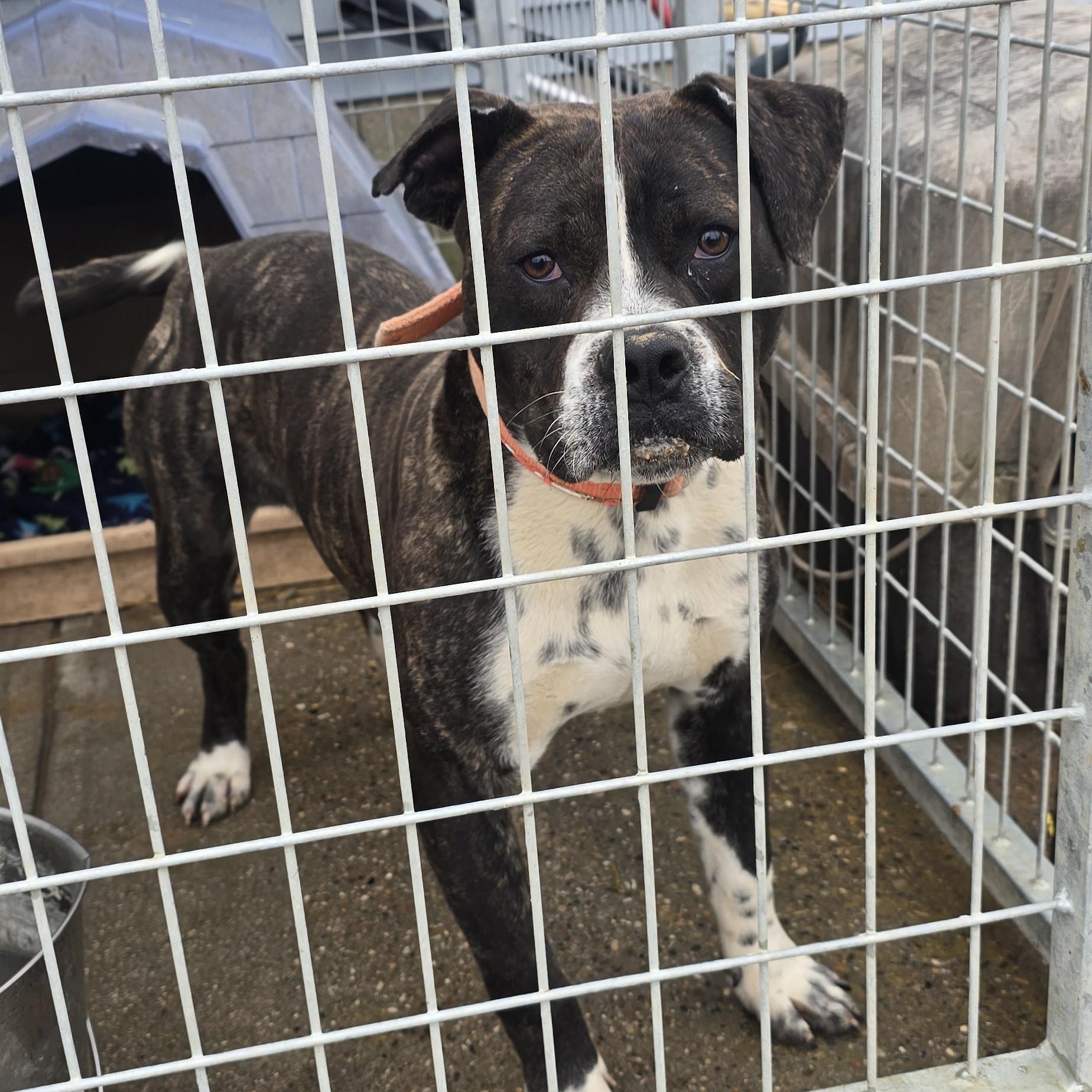 Tater, a Adoptable American Bully in Petersburg, IN image 3/5