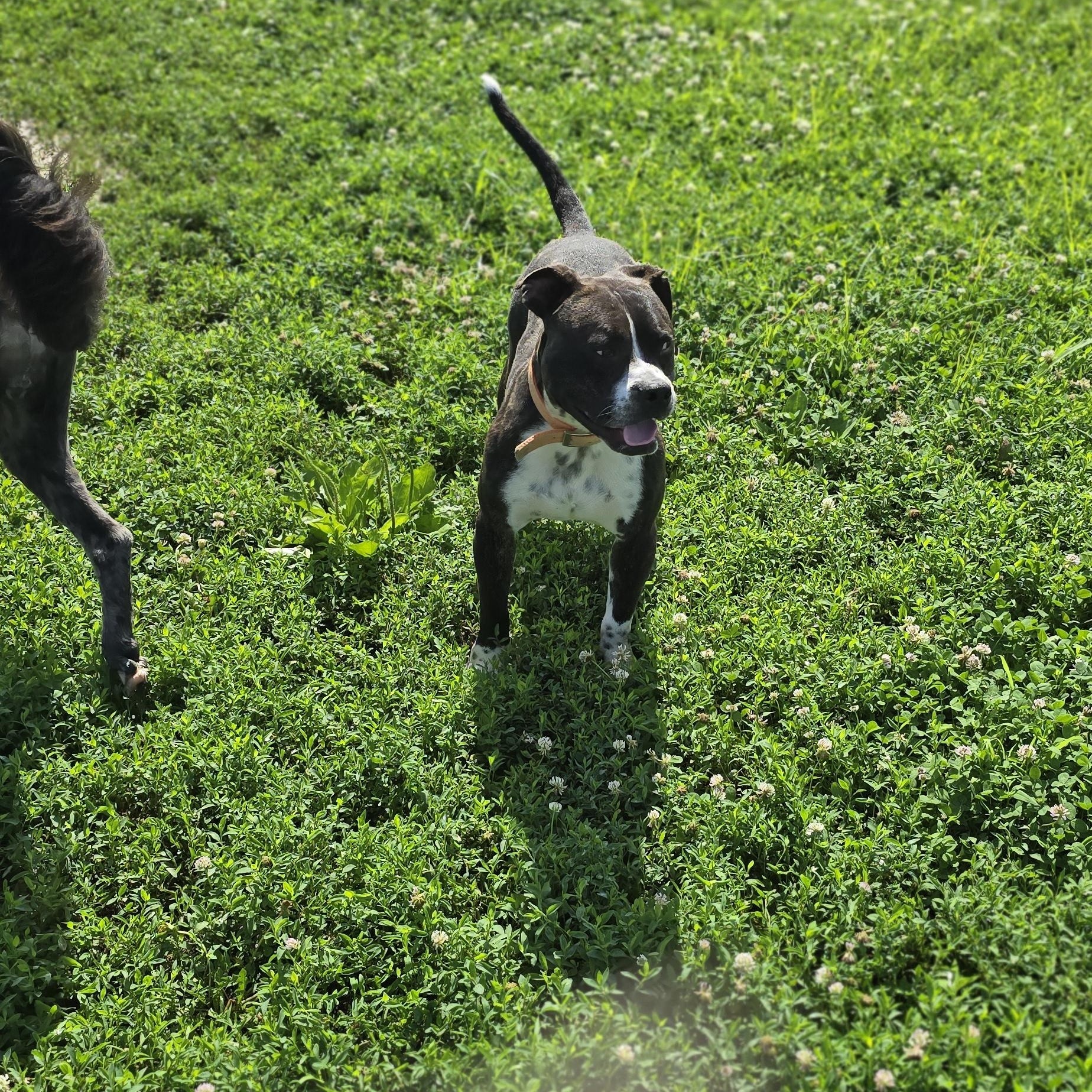 Tater, a Adoptable American Bully in Petersburg, IN image 5/5