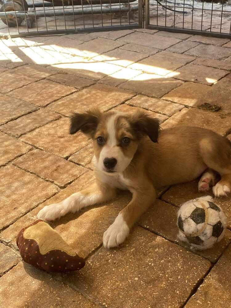 Hooligan, Adopted, Adult Male Australian Shepherd & Border Collie.