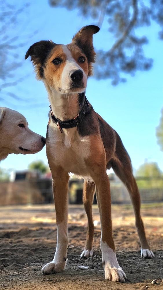 Enlarge Hooligan, a Adopted mixed breed in Nokomis, FL image 2/6