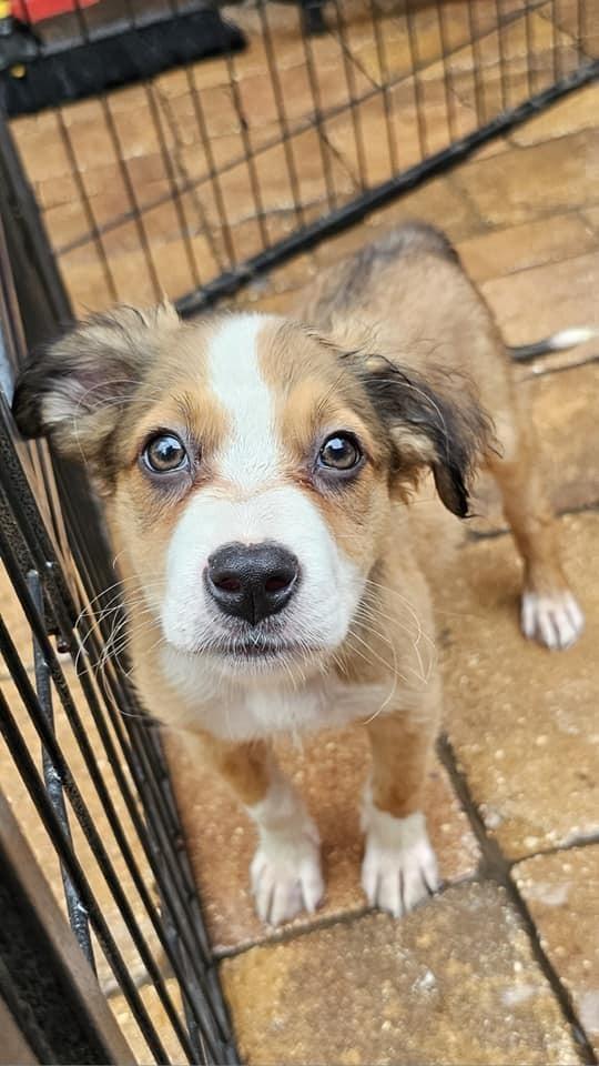 Enlarge Hooligan, a Adopted mixed breed in Nokomis, FL image 3/6