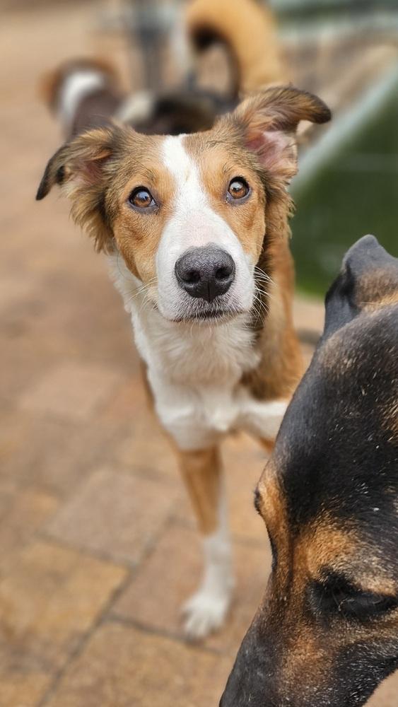 Enlarge Hooligan, a Adopted mixed breed in Nokomis, FL image 4/6