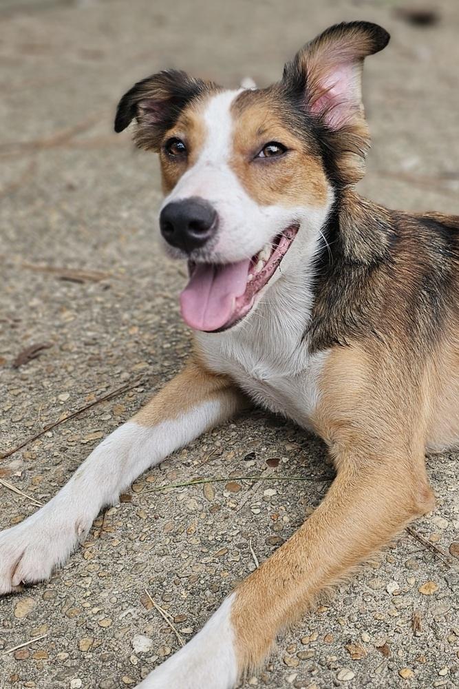 Enlarge Hooligan, a Adopted mixed breed in Nokomis, FL image 5/6