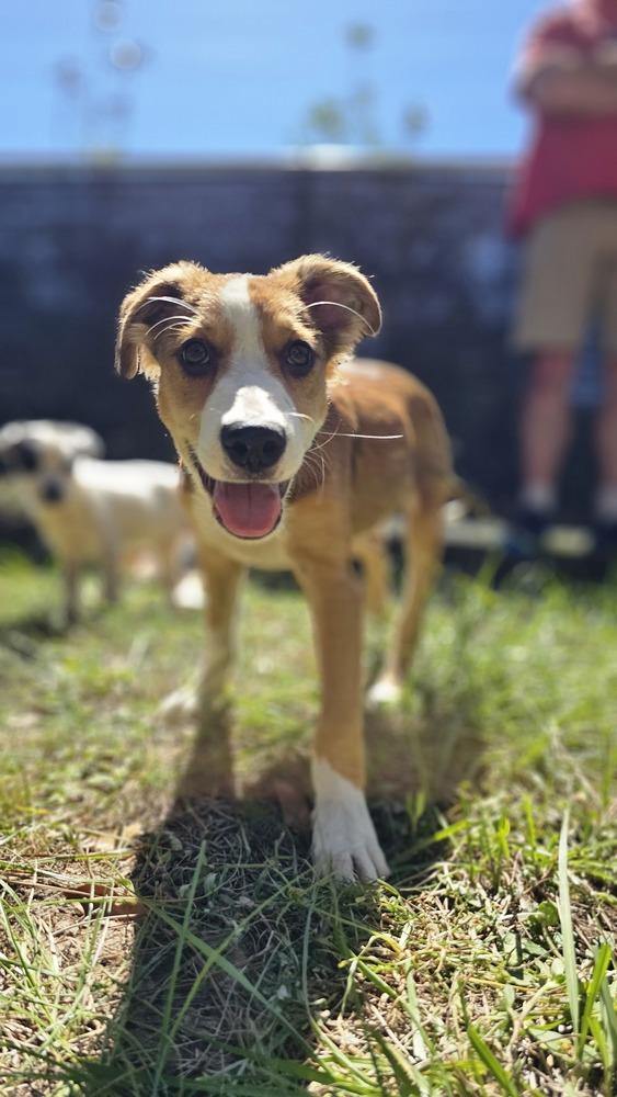 Hooligan, Adopted, Adult Male Australian Shepherd & Border Collie.