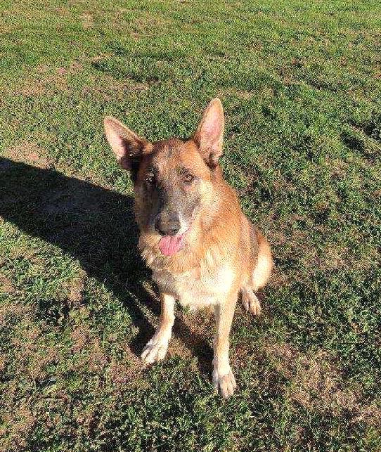 Enlarge *Salvador, a Adoptable German Shepherd Dog in Rootstown, OH image 1/3