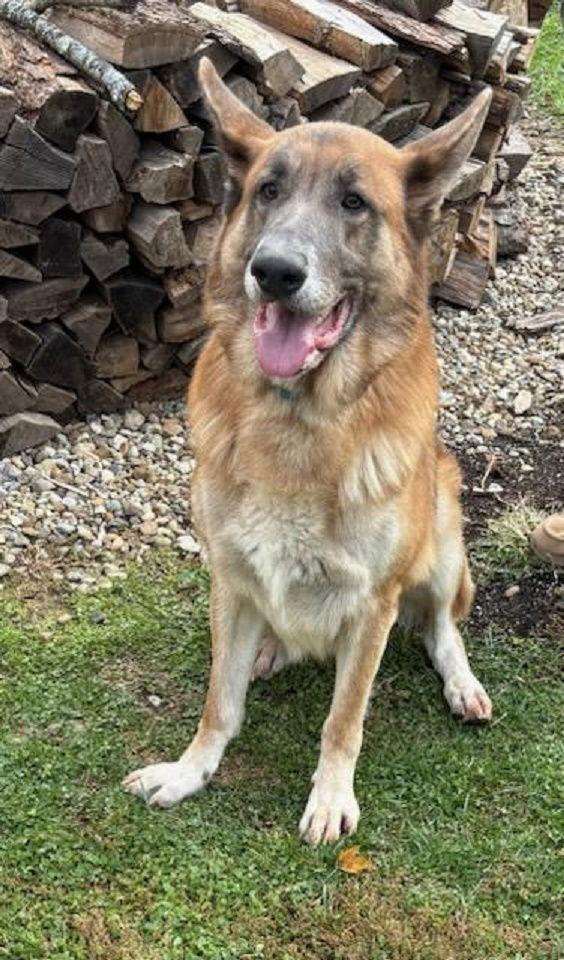 Enlarge *Salvador, a Adoptable German Shepherd Dog in Rootstown, OH image 2/3