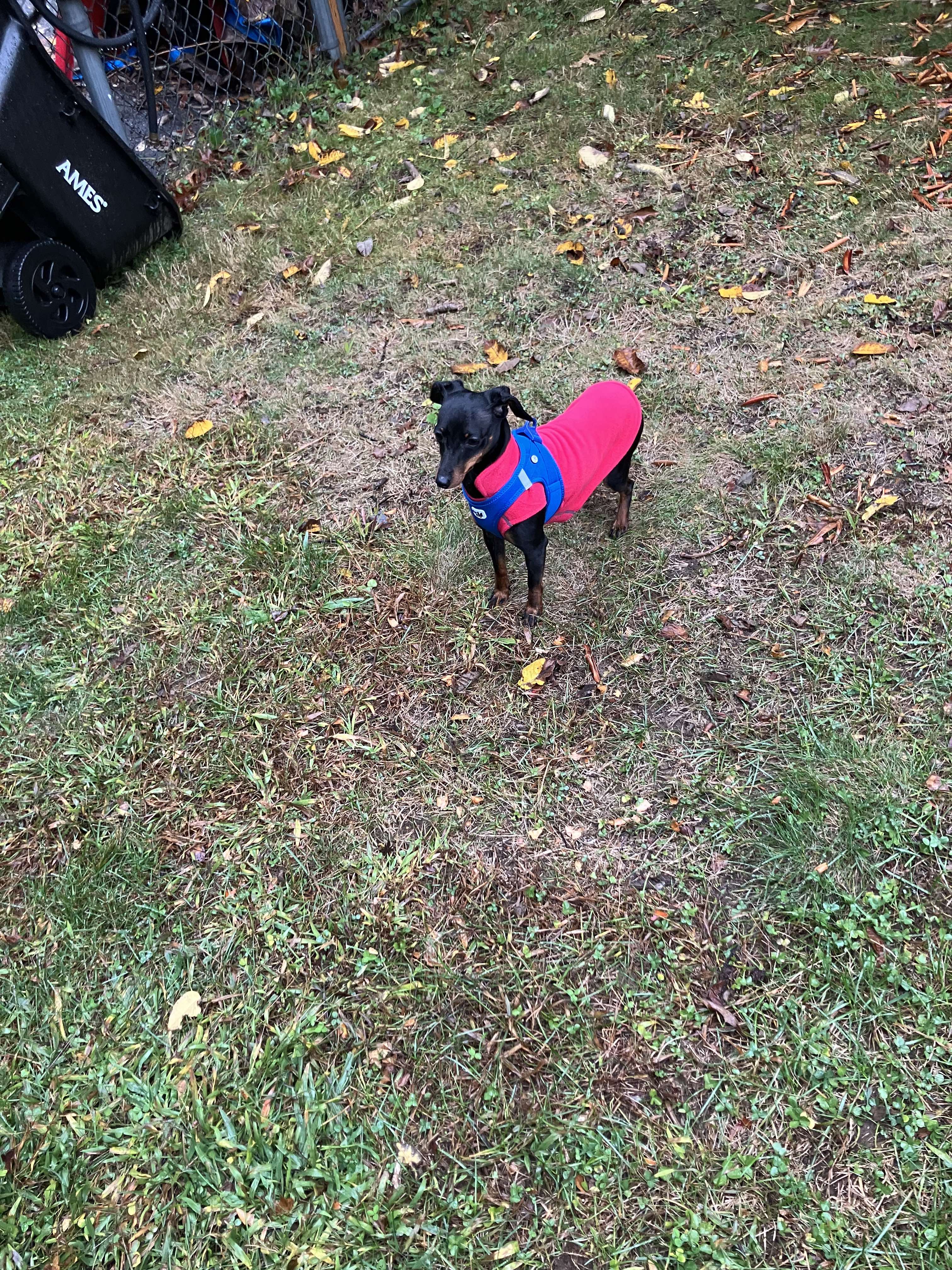 Dog for adoption Callie, a Miniature Pinscher Mix in Woolwich, ME