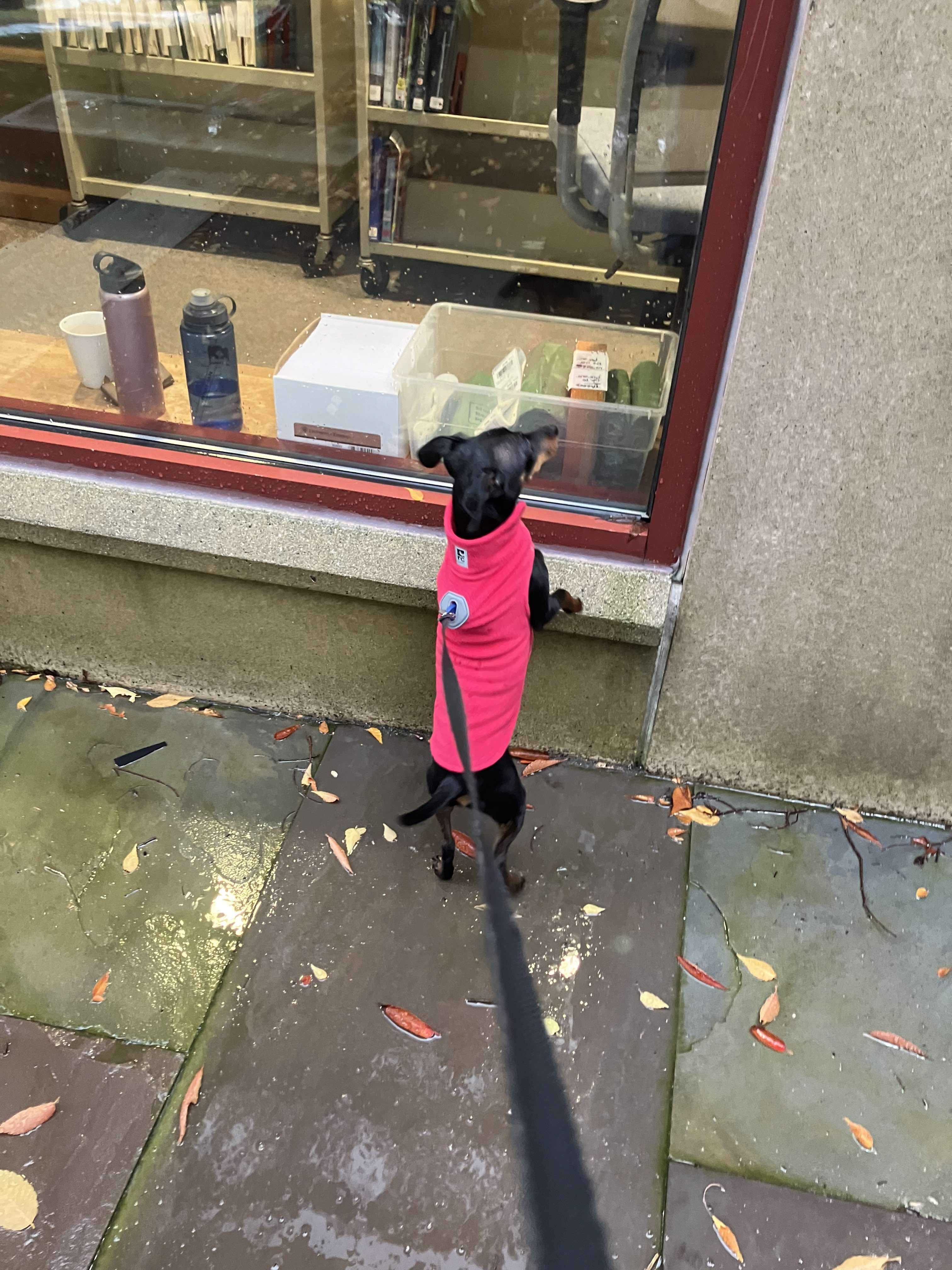 Dog for adoption Callie, a Miniature Pinscher Mix in Woolwich, ME