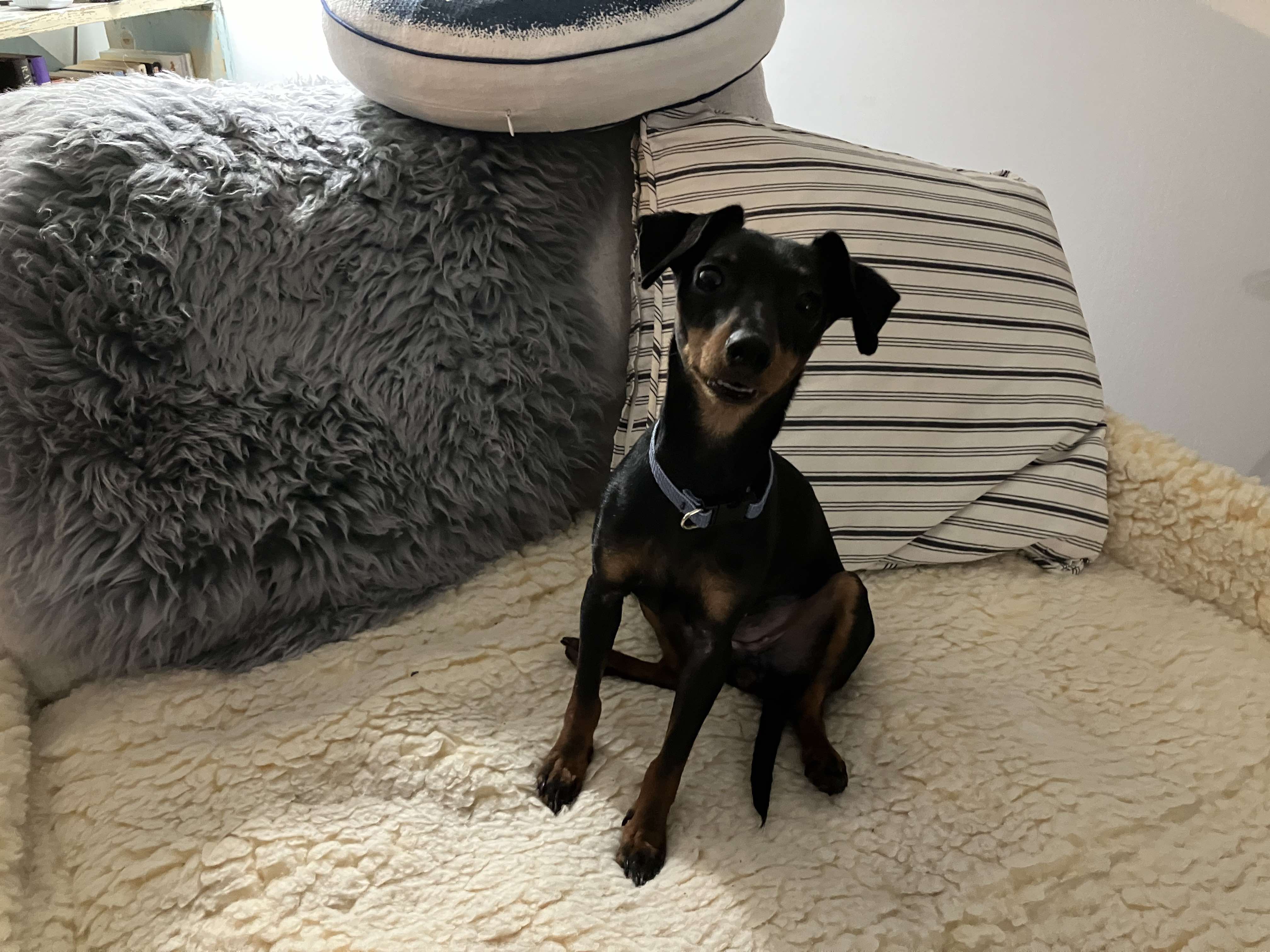 Dog for adoption Callie, a Miniature Pinscher Mix in Woolwich, ME