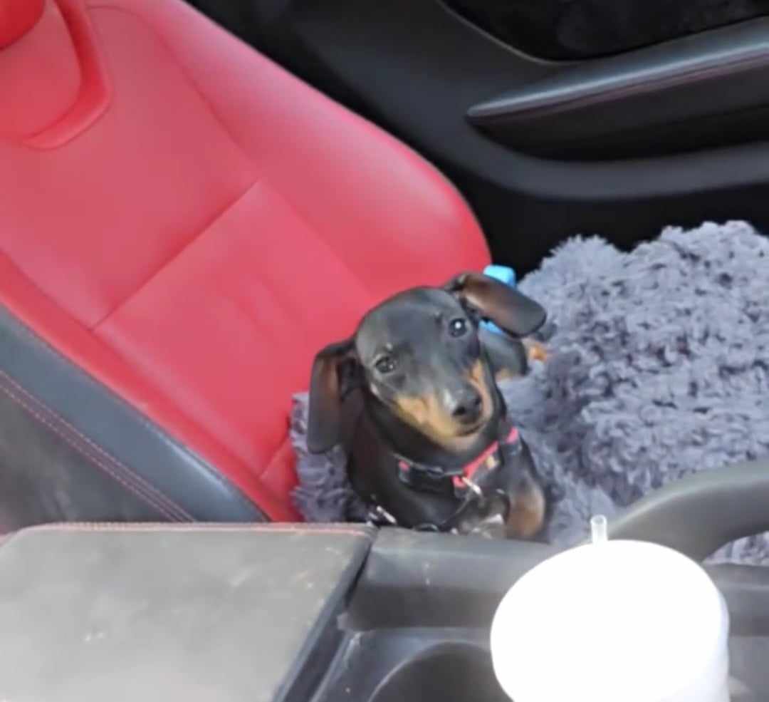 Dog for adoption Callie, a Miniature Pinscher Mix in Woolwich, ME