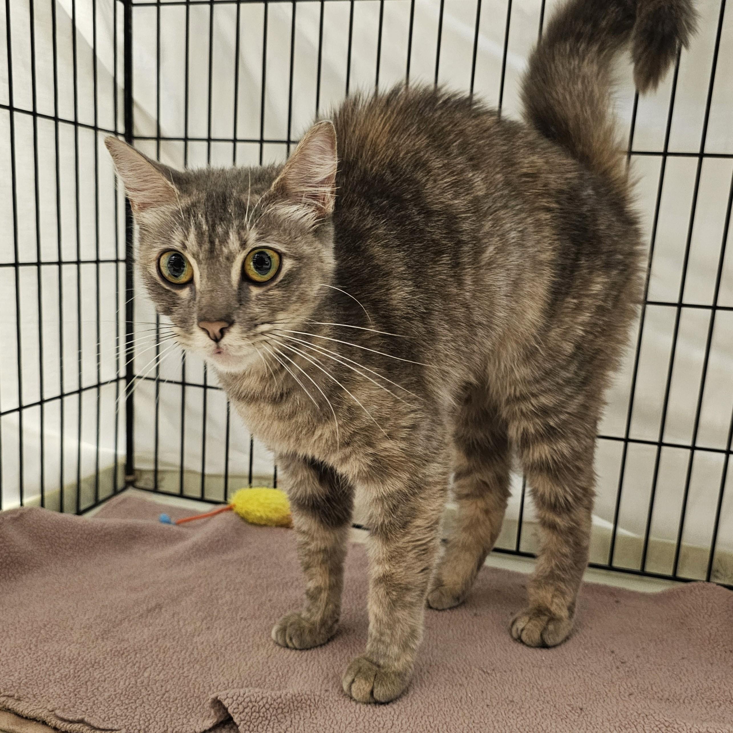 Millie, Adoptable, Kitten Female Domestic Short Hair & Tabby.
