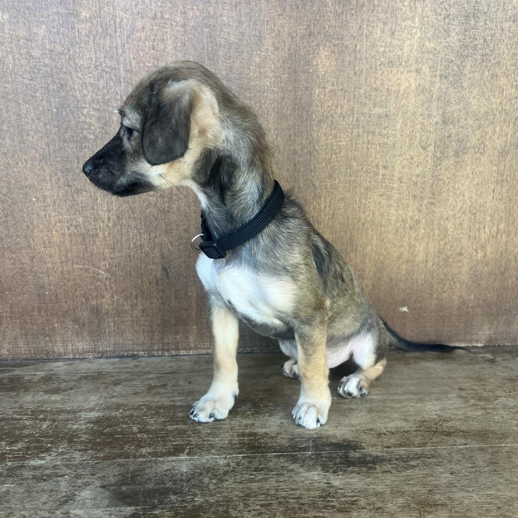 Tinkerbell, a Adoptable Mixed Breed in Fredericksburg, TX image 1/5