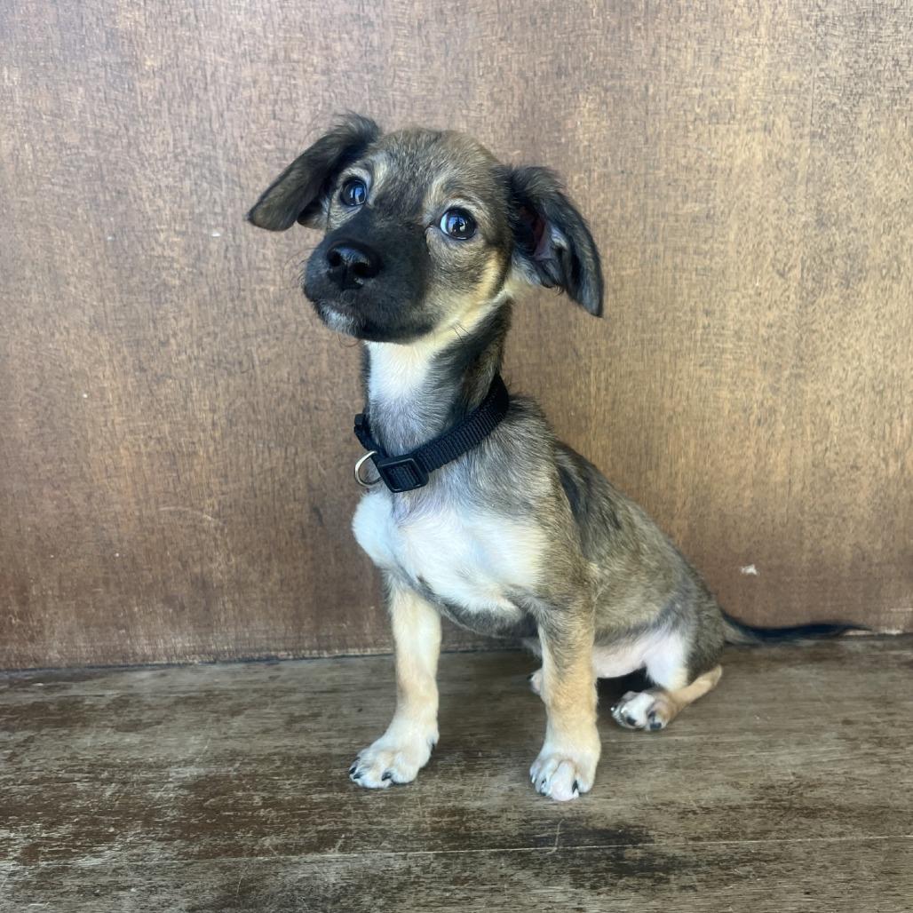 Tinkerbell, a Adoptable Mixed Breed in Fredericksburg, TX image 2/5