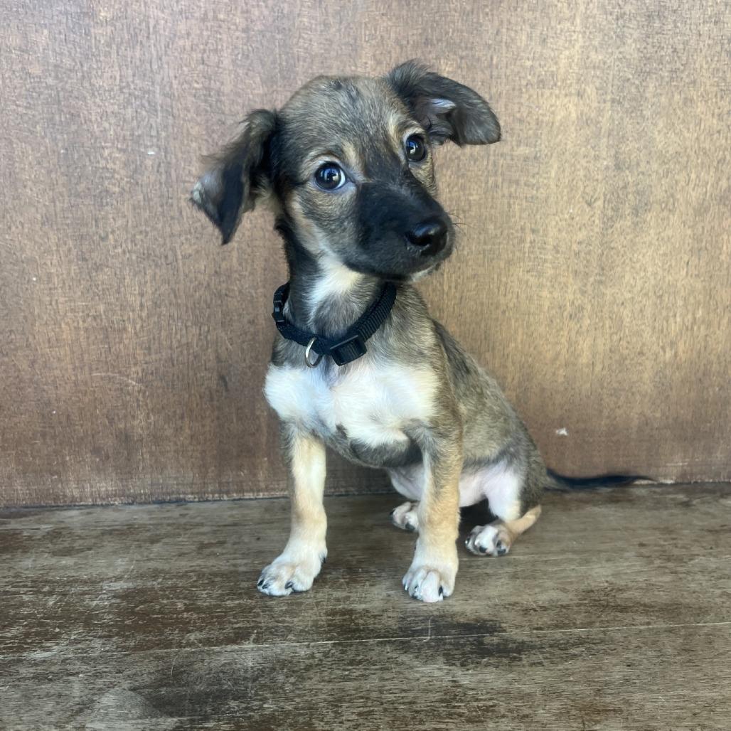 Tinkerbell, a Adoptable Mixed Breed in Fredericksburg, TX image 3/5