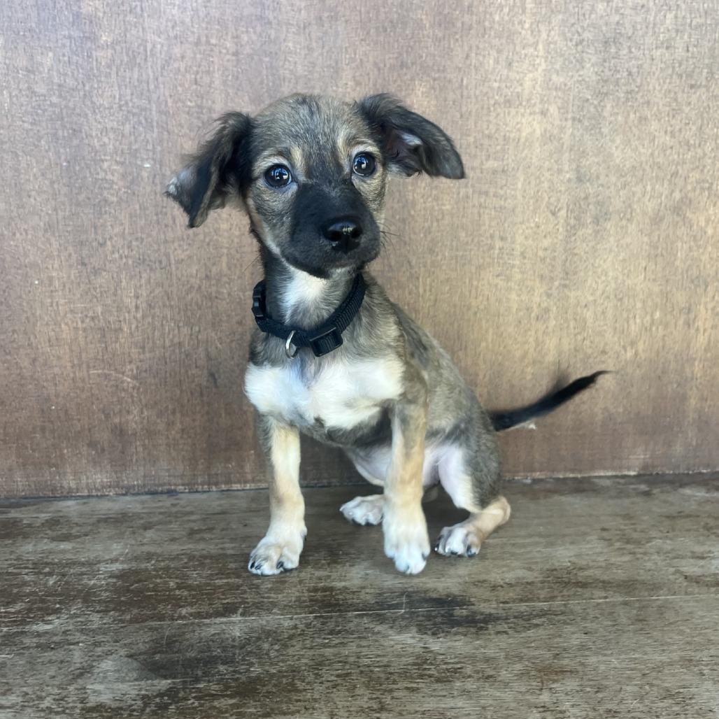 Tinkerbell, a Adoptable Mixed Breed in Fredericksburg, TX image 4/5