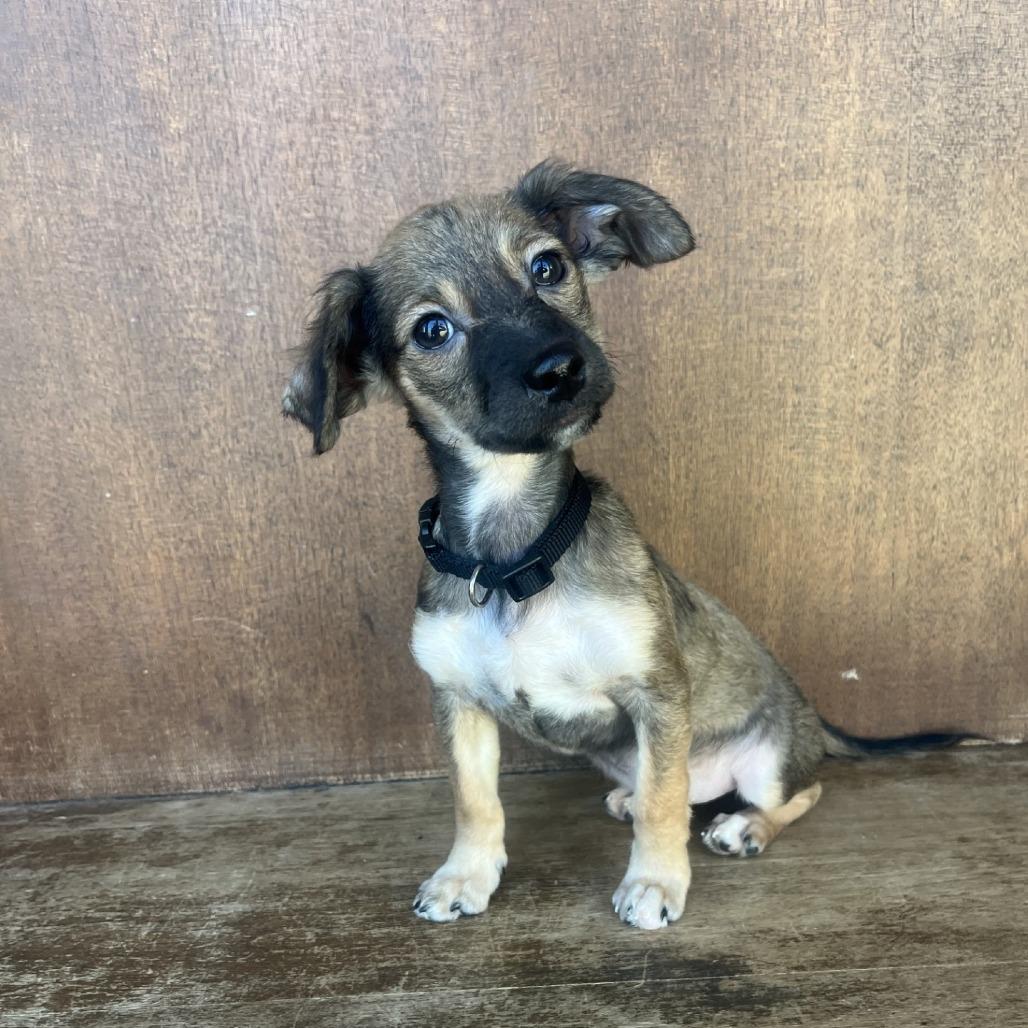 Tinkerbell, a Adoptable Mixed Breed in Fredericksburg, TX image 5/5