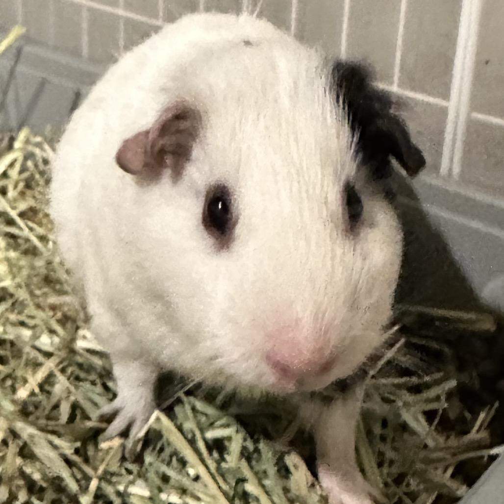 Pippin (bonded with Merry), Adoptable, Young Male Guinea Pig.