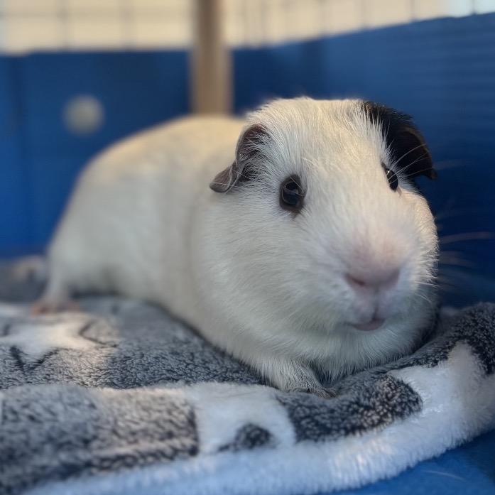Enlarge Pippin (bonded with Merry), a Adoptable Guinea Pig in Decatur, GA image 2/2