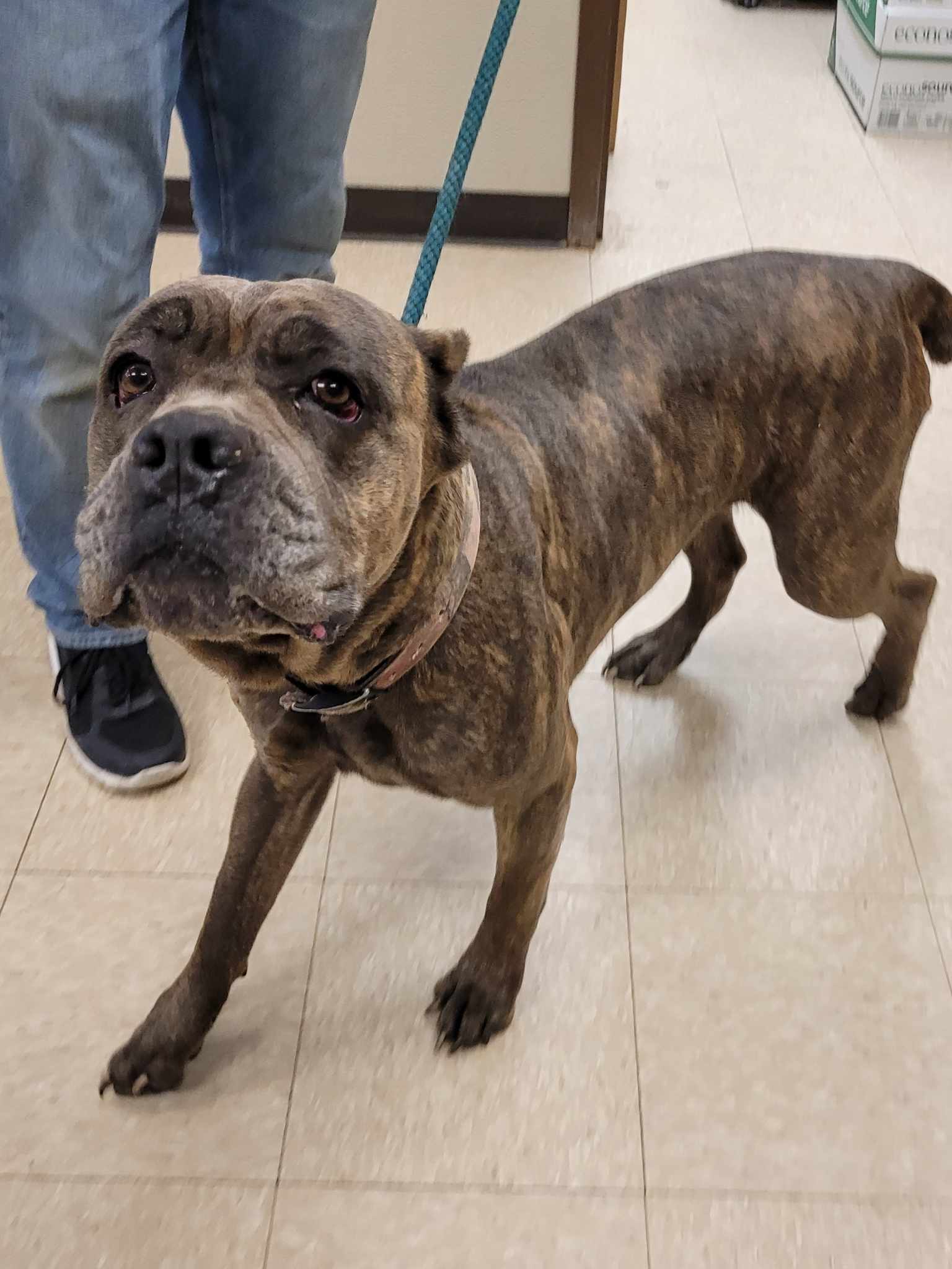 Animal Shelters Muncie Indiana 24 - 9rfw8a0