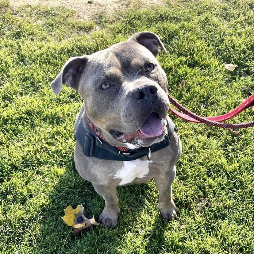Enlarge Phineas, a Adoptable mixed breed in Long Island City, NY image 1/6