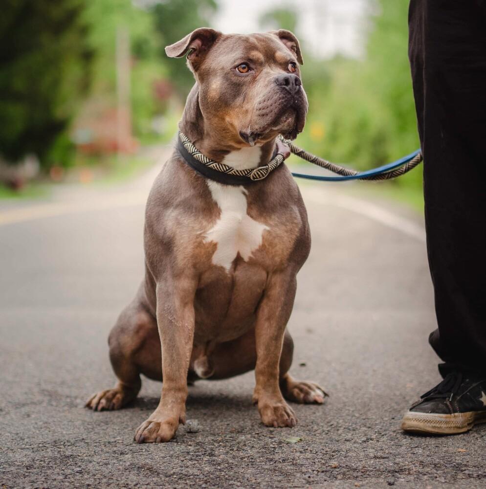 Enlarge Phineas, a Adoptable mixed breed in Long Island City, NY image 3/6