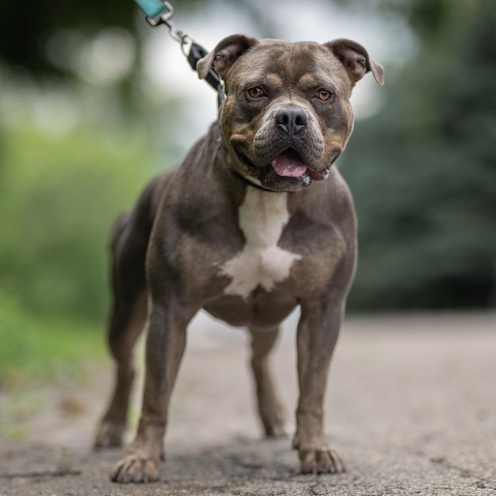 Enlarge Phineas, a Adoptable mixed breed in Long Island City, NY image 4/6