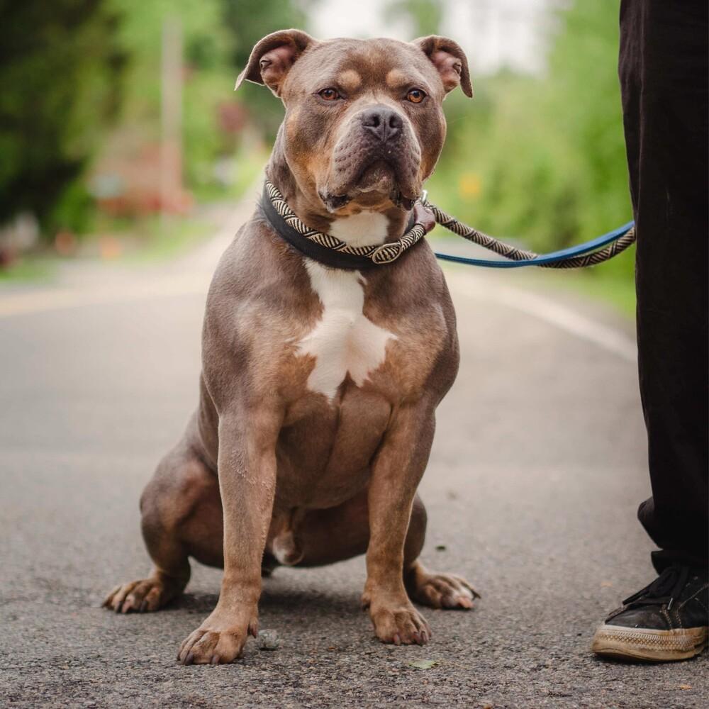 Enlarge Phineas, a Adoptable mixed breed in Long Island City, NY image 3/5